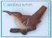 Carolina Wren Pin